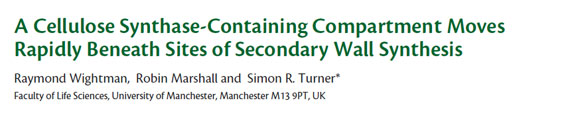 A Cellulose Synthase-Containing Compartment Moves Rapidly Beneath Sites of Secondary Wall Synthesis